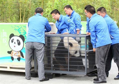 Staff Members At Wolong National Nature Reserve In Sichuan Province