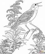 Meadowlark Goldenrod Kansas Loica Vara Montana Paradis Oiseau Lark Vermont Supercoloring Coloringhome Aves sketch template