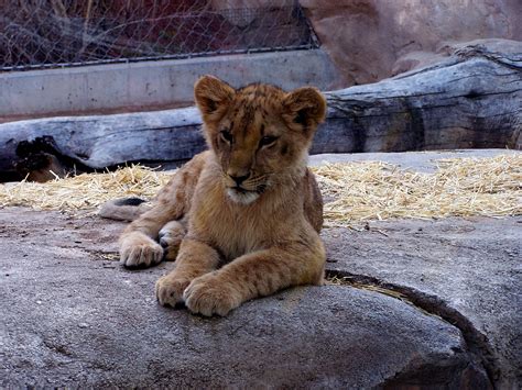 natural world zoo babies lion cubs   denver zoo