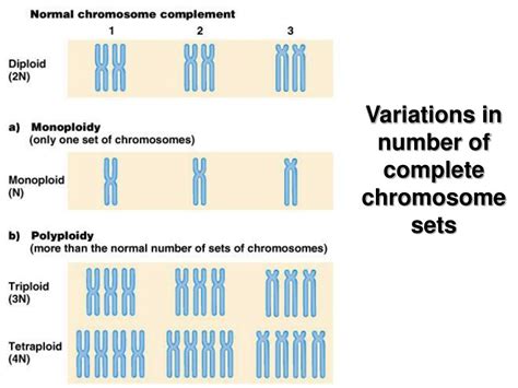 ppt chromosomal mutations powerpoint presentation free download id