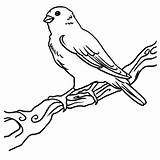 Canary Coloring Bird Pages Kids Getcolorings Happy Female Color sketch template