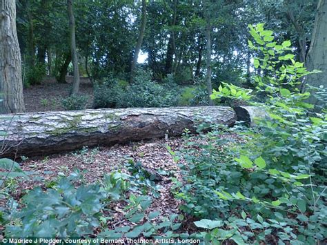 Penis Shaped Mushroom Found In Barclay Park Hoddesdon Daily Mail Online