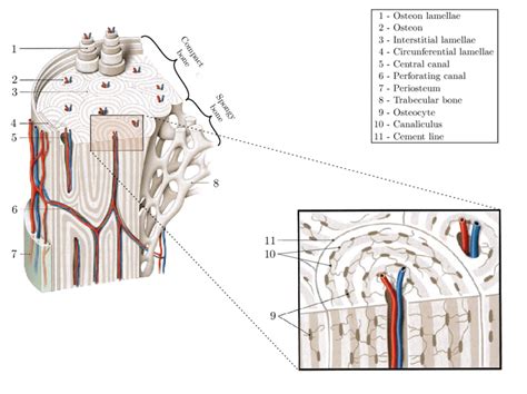 cortical bone architecture  micro architecture central canal
