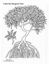Mangrove Exploringnature Coloringnature sketch template