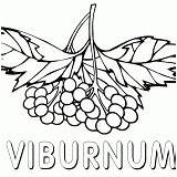 Viburnum Coloring Pages sketch template