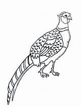 Coloring Pages Pheasant Pheasants Birds Color Printable Recommended sketch template
