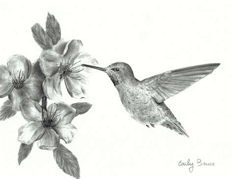 Hummingbird With Flowers 8x10 Print Pencil Black And White