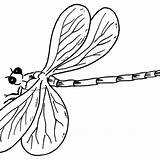 Dragonfly Insects sketch template