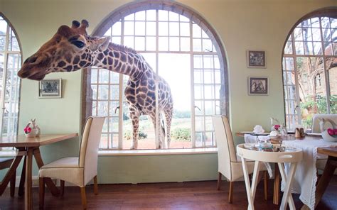 giraffe manor hotel review nairobi kenya travel