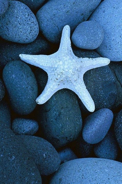 cool iphone wallpapers blue starfish   smooth rocks