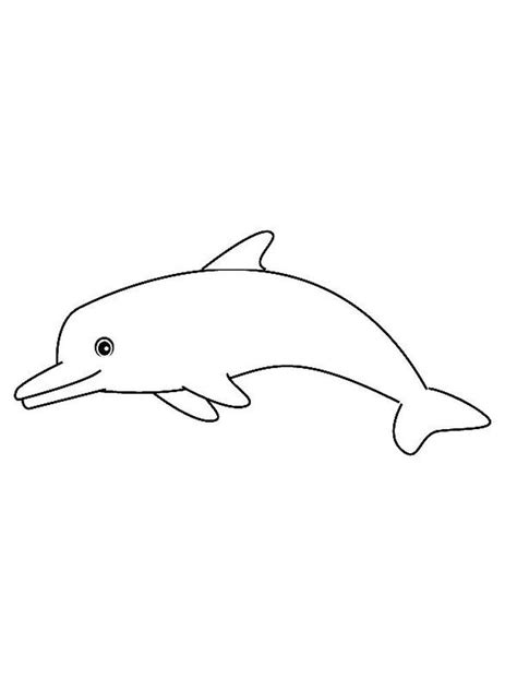 whale  dolphin coloring pages    collection  dolphin