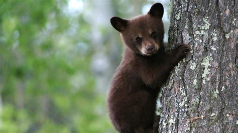 nature black bear cubs practice climbing twin cities pbs