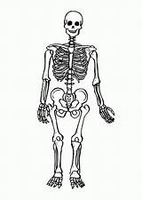 Coloring Skeleton Pages Printable Library Clipart Kids sketch template