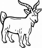 Billy Gruff Goats Three Goat Coloring Pages Drawing Boer Cute Clipart Getdrawings Printable Getcolorings Clipartmag sketch template