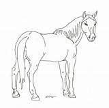 Horse Coloring Pages Arabian Clipart Library Codes Insertion Popular sketch template