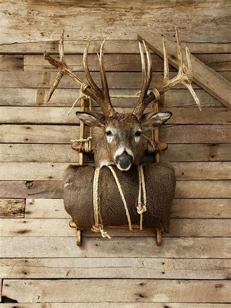 interesting deer head mounts alloutdoorcom