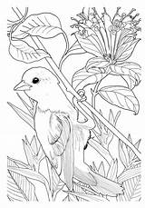 Encantado Antiestresse Adultos Pintar Floresta Encantada Jardins Oiseaux Categorias Tickles Pássaros Colorier sketch template