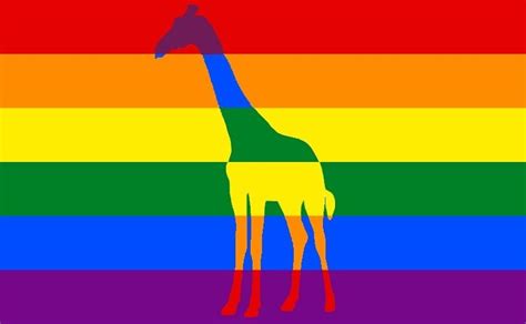 Giraffes Are Shown To Have More Gay Sex Than Straight New Flag Anyone