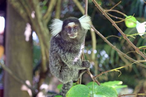 remarkable rainforest animals