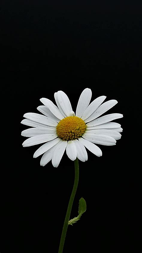 portrait white flower minimal daisy  wallpaper