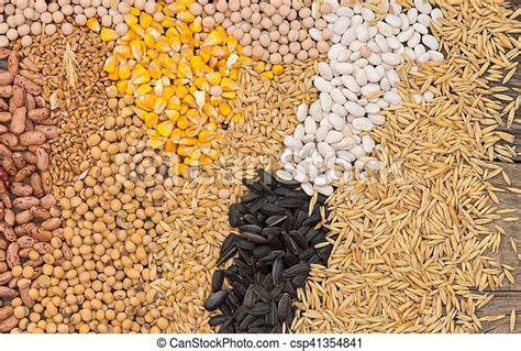 differences  wheat barley corn  rice quora