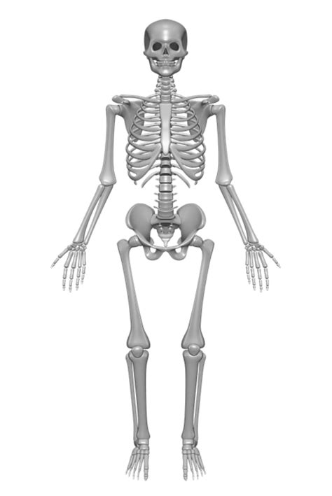 struktur tulang  menggerakan tubuh manusia kumparancom