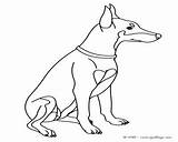 Coloring Pinscher Pages Miniature Getcolorings Poodle sketch template