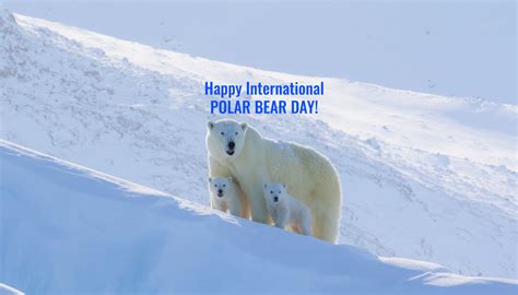 top polar bear blogs  international polar bear day arctic