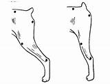 Angulation Dogs Dog sketch template