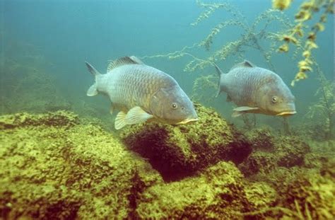 engbretson underwater photography  common carp  theyre   difficult fish  photgraph