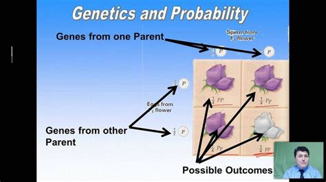 Principles Of Genetics Mendel And Punnett Squares Punnett Squares