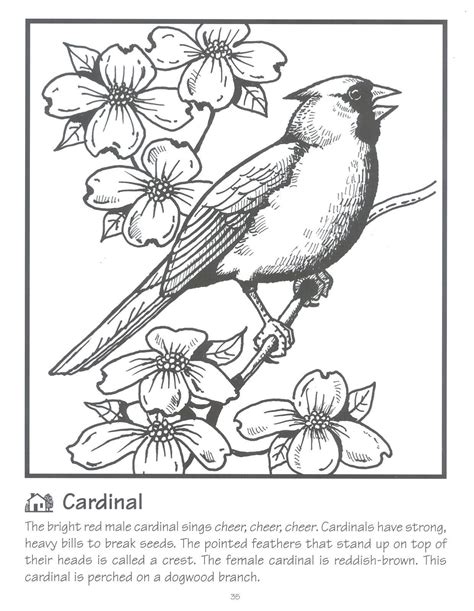 coloring page cardinal  svg png eps dxf file