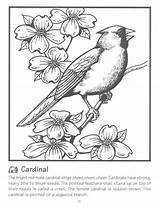 Cardinal Cardinals Dxf sketch template