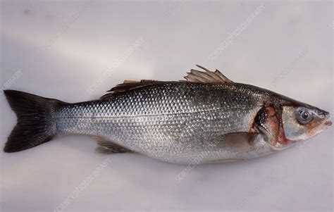 Whole Fresh Sea Bass Stock Image H110 4282 Science Photo Library