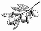 Olive Branch Drawing Line Sketch Vector Illustration Contour Drawn Hand Isolated sketch template