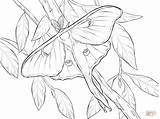 Moth Insect sketch template