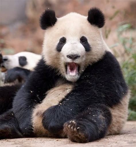images  panda bears  pinterest