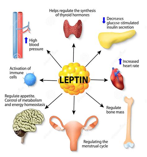 leptin hormone function     control body weight