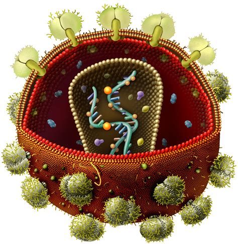 image wall biology  humanworld  viruses