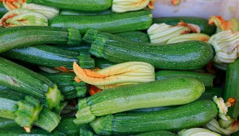 courgette prices fall back to earth as growing season