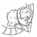 Coloring Sheepdog Shetland Dogs Sheep Pages Shelties Animals 250px 43kb Sheltie sketch template