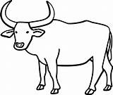 Carabao Gnu Steer Pinclipart Automatically Webstockreview sketch template
