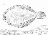Coloring Flounder Pages Bigeye Printable sketch template