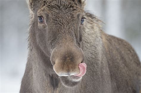 canadians have been warned about car licking moose because