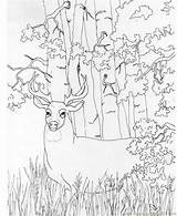 Deer Buck Whitetail Reh Dear Tailed Mammals Hirsch Deers Designlooter Turkeys Coloringhome Coloringpages101 sketch template