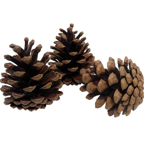 pine cones natural  essentials company