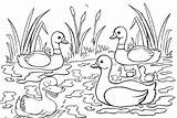 Coloring Duck Pages Ducklings Swimming Kids Children Colouring Fun Drawing Duckling Drawings Choose Board Printable Ages Coloringpagesfortoddlers Animals sketch template