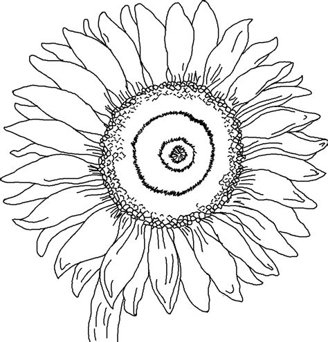 sunflowers clipart  color   cliparts  images