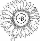 Sunflower Coloring Pages Clipart Printable Colouring Library Adult sketch template