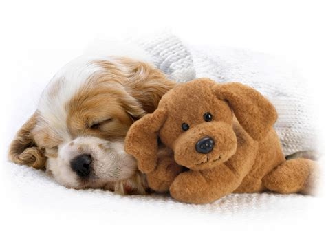 wallpapers  pictures  cute puppies